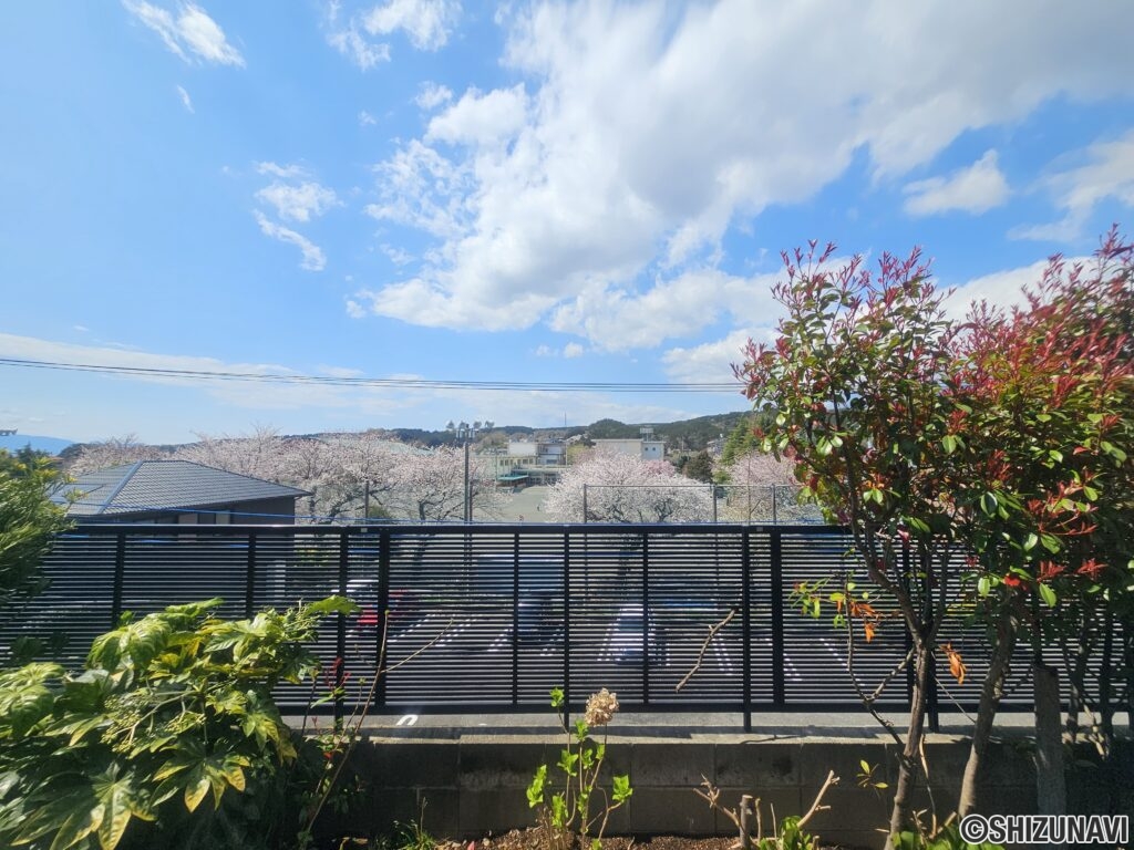 庭から見える桜