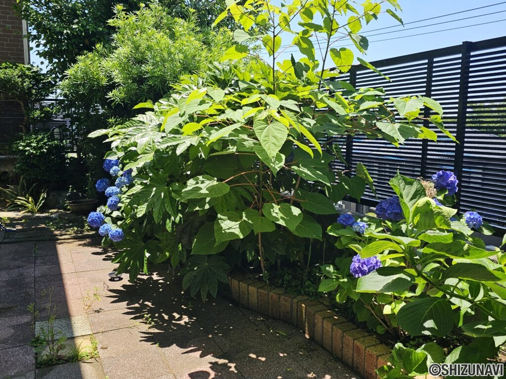 庭に咲くアジサイ