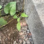 三島市加茂に築浅（築5年）4LDK＋ロフト　が出ました！の画像