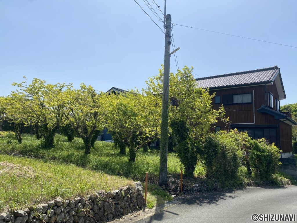 敷地内には立派な柿の木がございます！