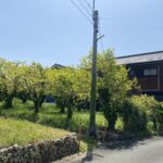 敷地内には立派な柿の木がございます！