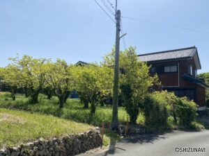 敷地内には立派な柿の木がございます！