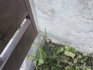 静岡市　駿河区小鹿1174-3他　外観