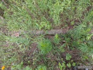 敷地の境にはブロックが入っています。