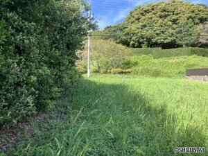 西側の樹木が越境しております。