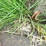 三島市徳倉三丁目 ヘーベルハウス 境界