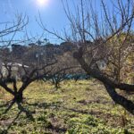 熱海市伊豆山　約150.34坪　建築条件無し　売土地の画像