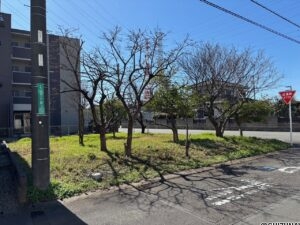 駿東郡長泉町桜堤二丁目　売り土地