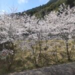 物件前道路には桜が咲き誇ります♪