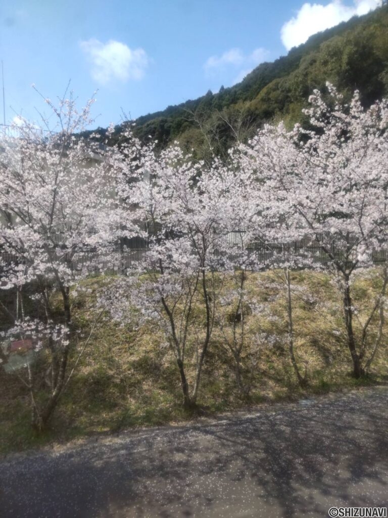 物件前道路には桜が咲き誇ります♪