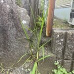 【仲介手数料不要】駿東郡清水町中徳倉　住宅用地の画像